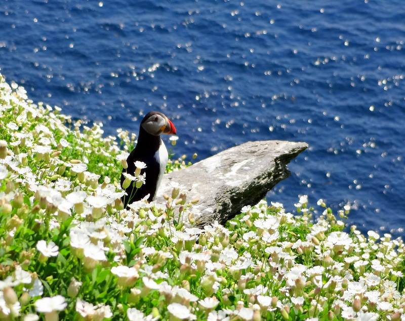 17. Фотография Пуффинса (Puffins) на Скеллидже Михаэле